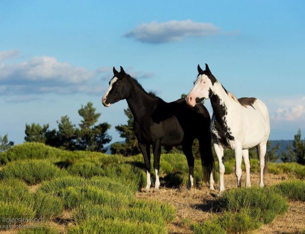 Peptolena et Gambler, deux poulinières de notre élevage de chevaux Paint Horse