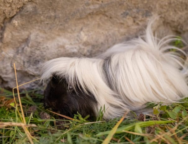 Bianca mange de l'herbe