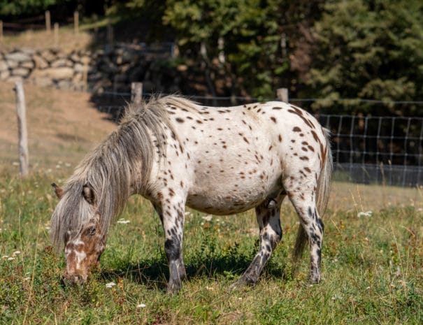caramel broute de l'herbe