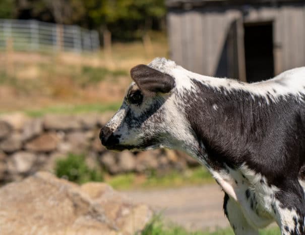 Charlotte en gros plan devant le gîte
