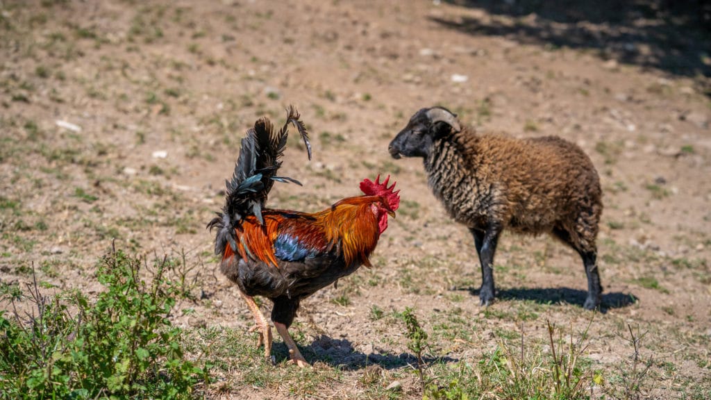 Le coq et un mouton se baladent dans le pré