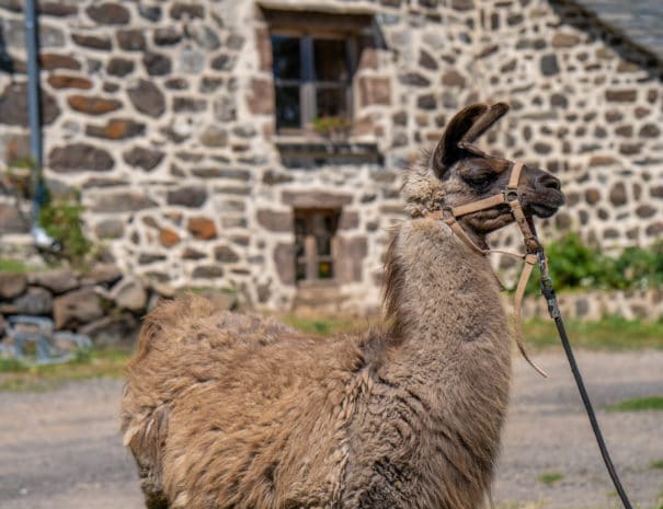 Lara devant le gîte