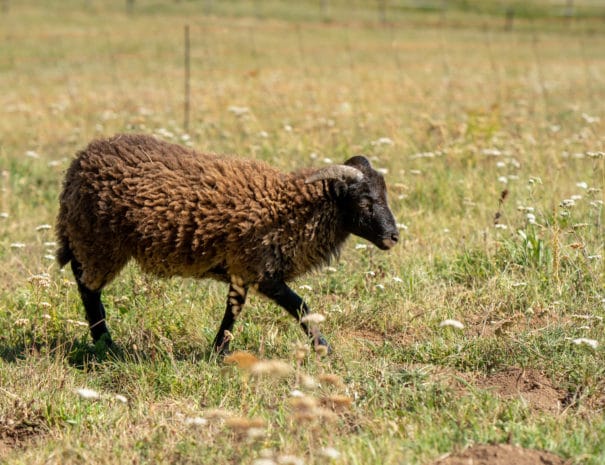 Obélix se déplace dans le pré