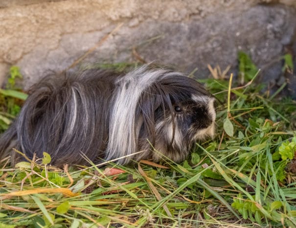 Rio, le mâle de nos cochons d'Inde