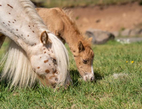 Sonja et son poulain broutent de l'herbe