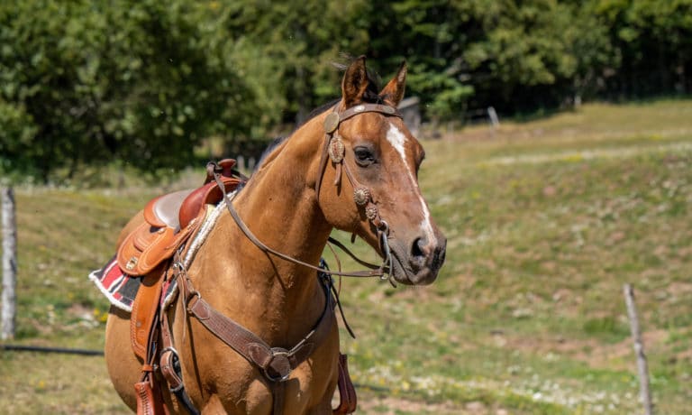 Spirit avec son harnachement