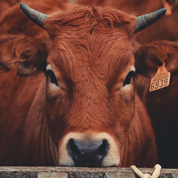 Vente de vaches sur une foire en Haute-Loire