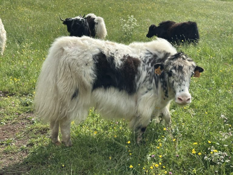 image00001