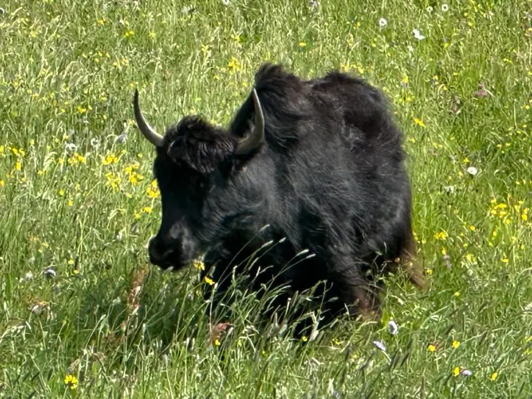 image00003