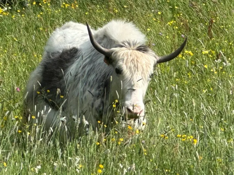 image00005